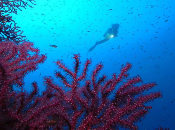 Au coeur des abysses dans le golfe de Porto Au coeur des abysses dans le golfe de Porto