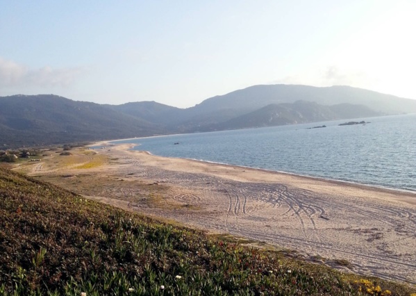 Capulaurosu la sauvage Capulaurosu la sauvage