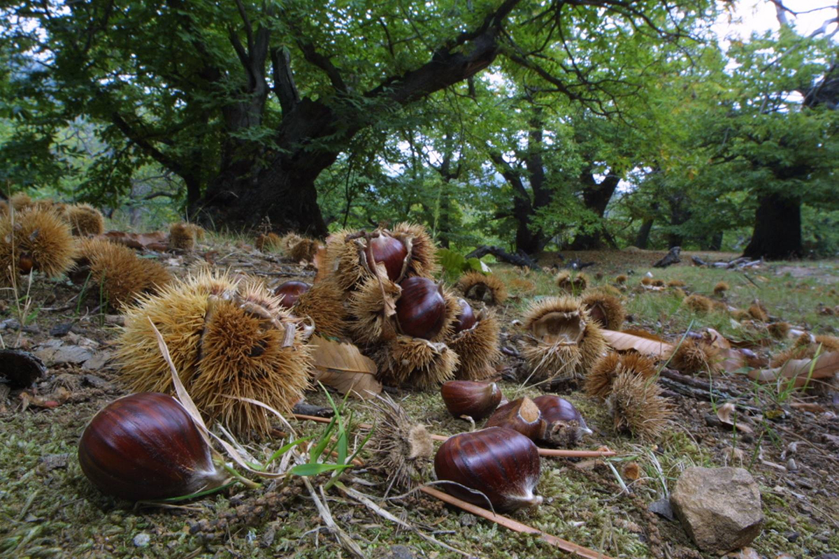 La châtaigne, fruit emblématique de l’île