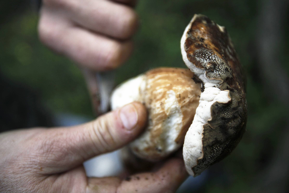 Randonnée mycologique de Balagne