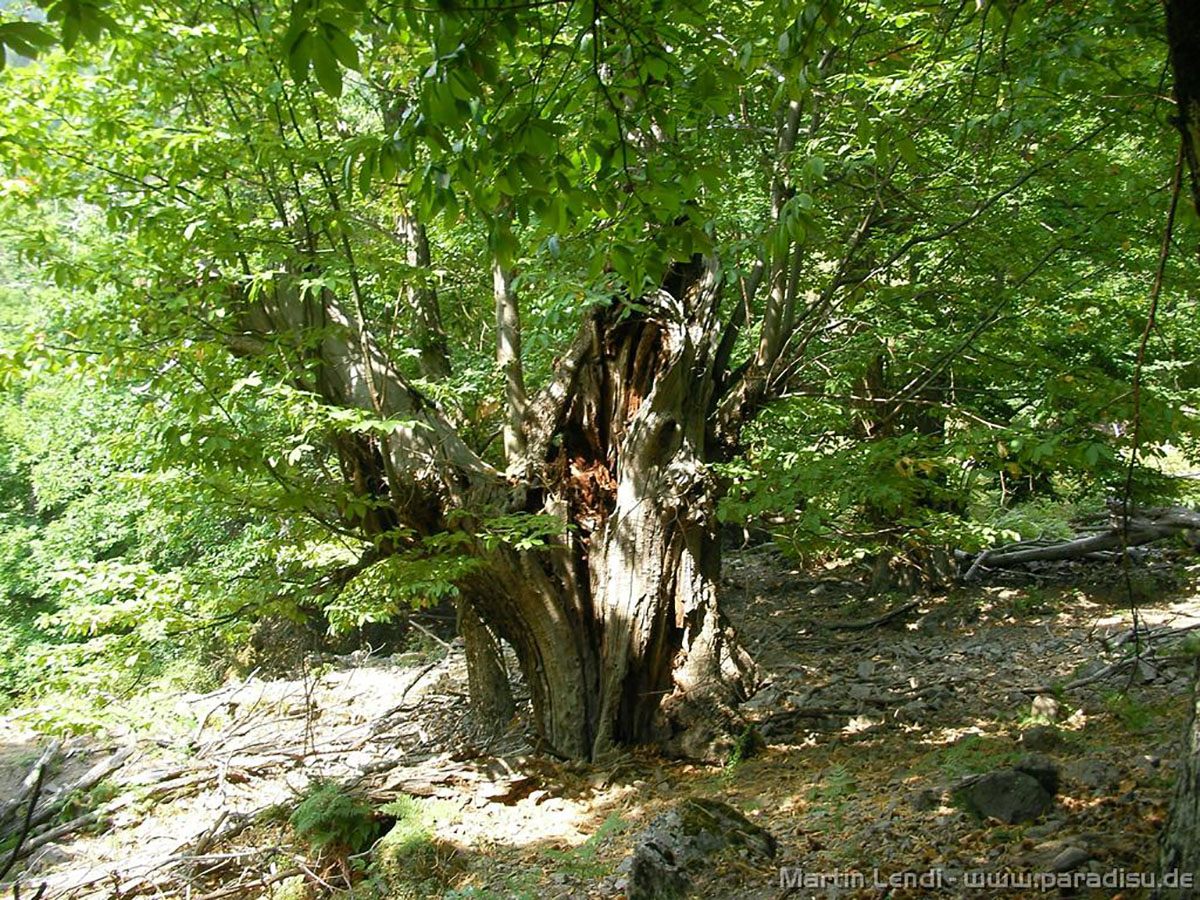 Visite de la Castagniccia