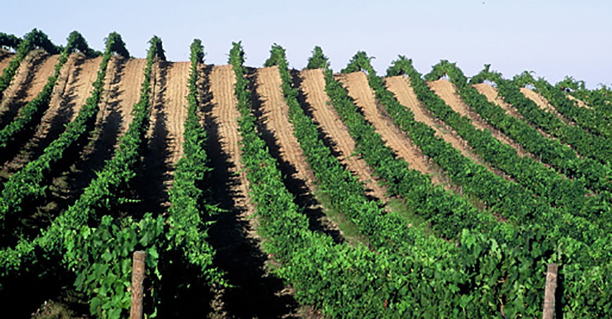 Domaine de Petra Rossa