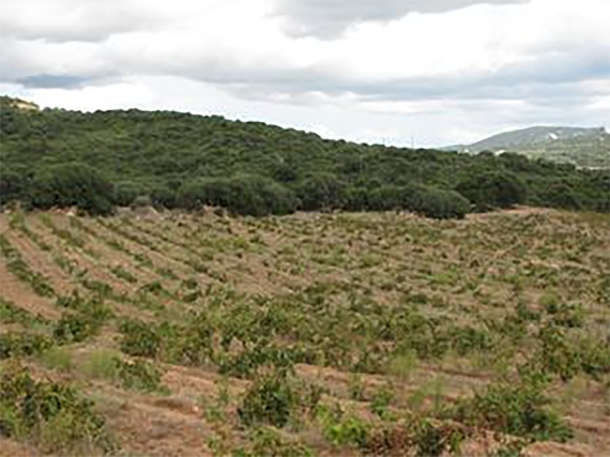 Clos de Sarcone