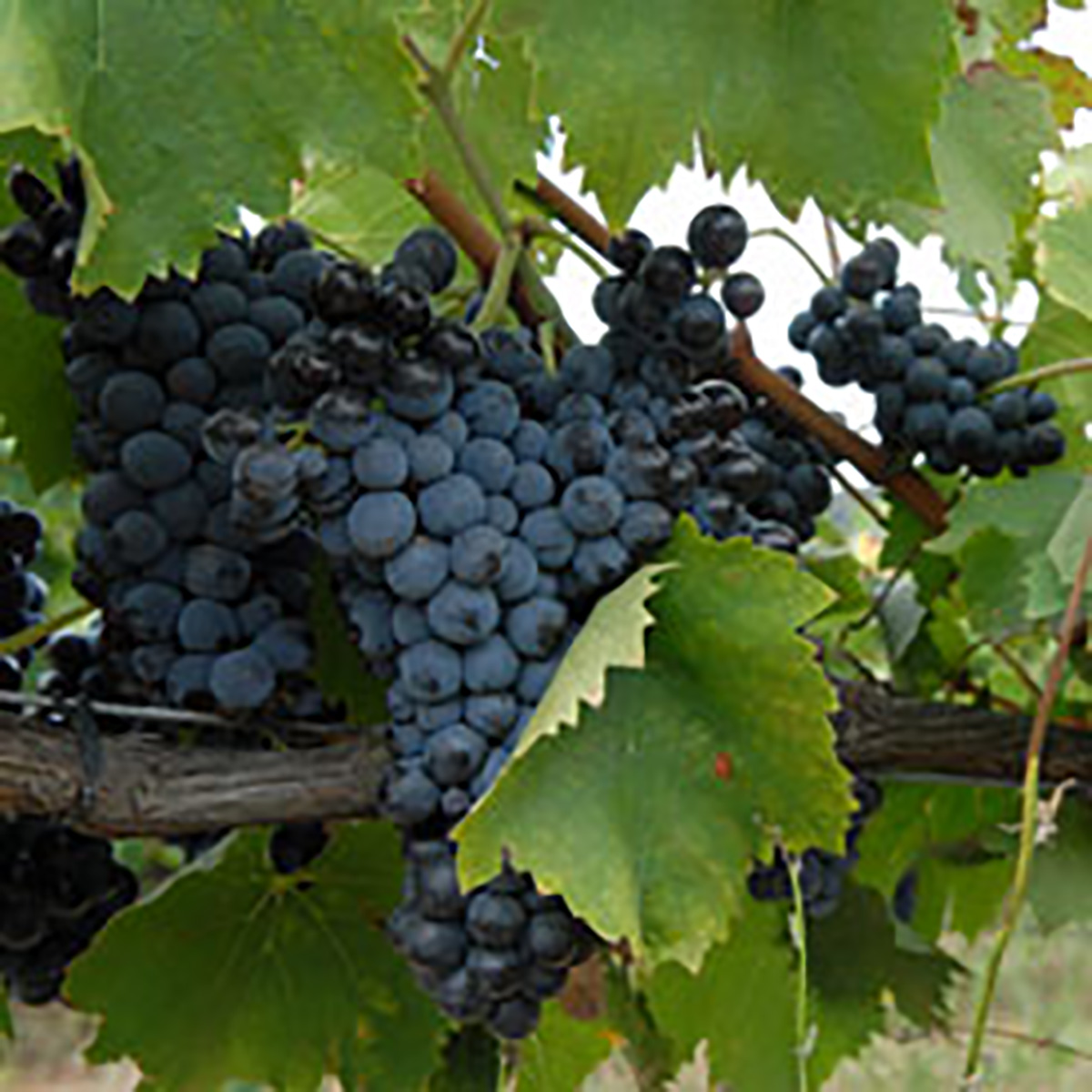 Domaine de Solenzara