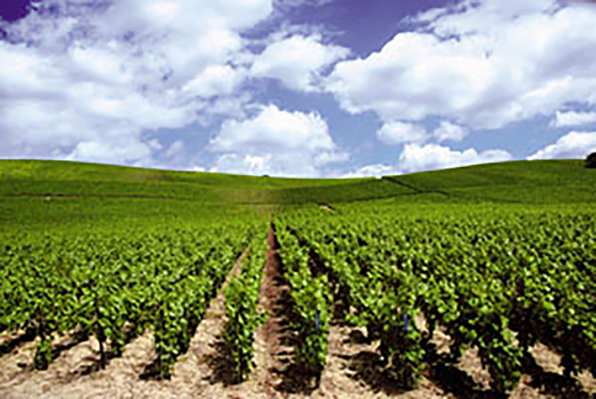 Domaine Jean-Noël Grossi