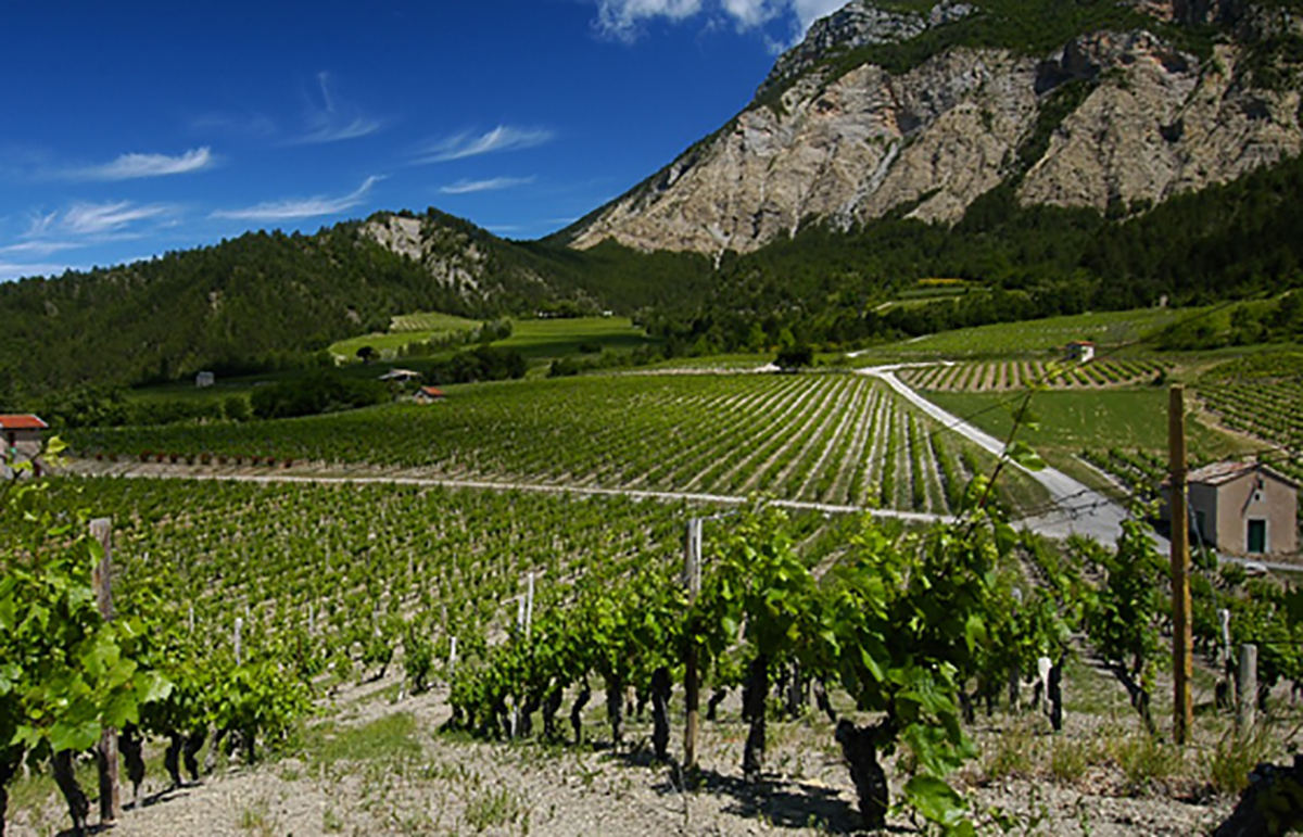 Cave Coopérative de la Marana