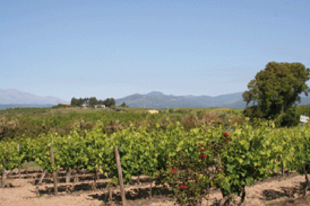 Union de Vignerons de l'Ile de Beauté