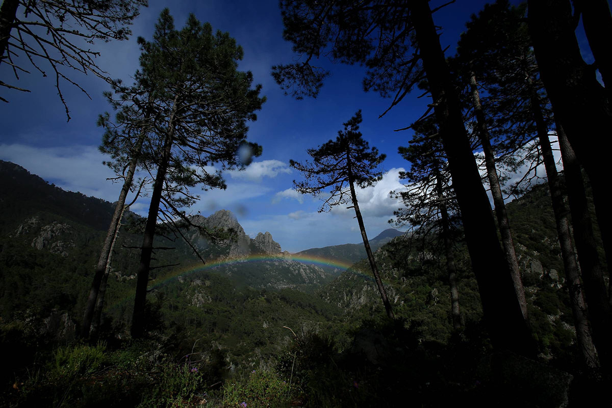A travers la forêt du Verghellu