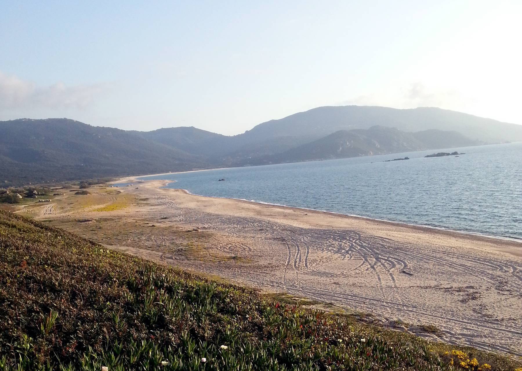 Capulaurosu la sauvage