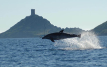 Les Iles Sanguinaires