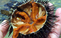 La tradition de l'oursinade dans le Sud