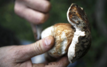 Randonnée mycologique de Balagne