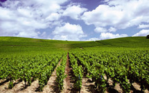 Domaine Jean-Noël Grossi