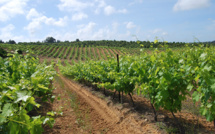 Domaine Carciarella St Hubert