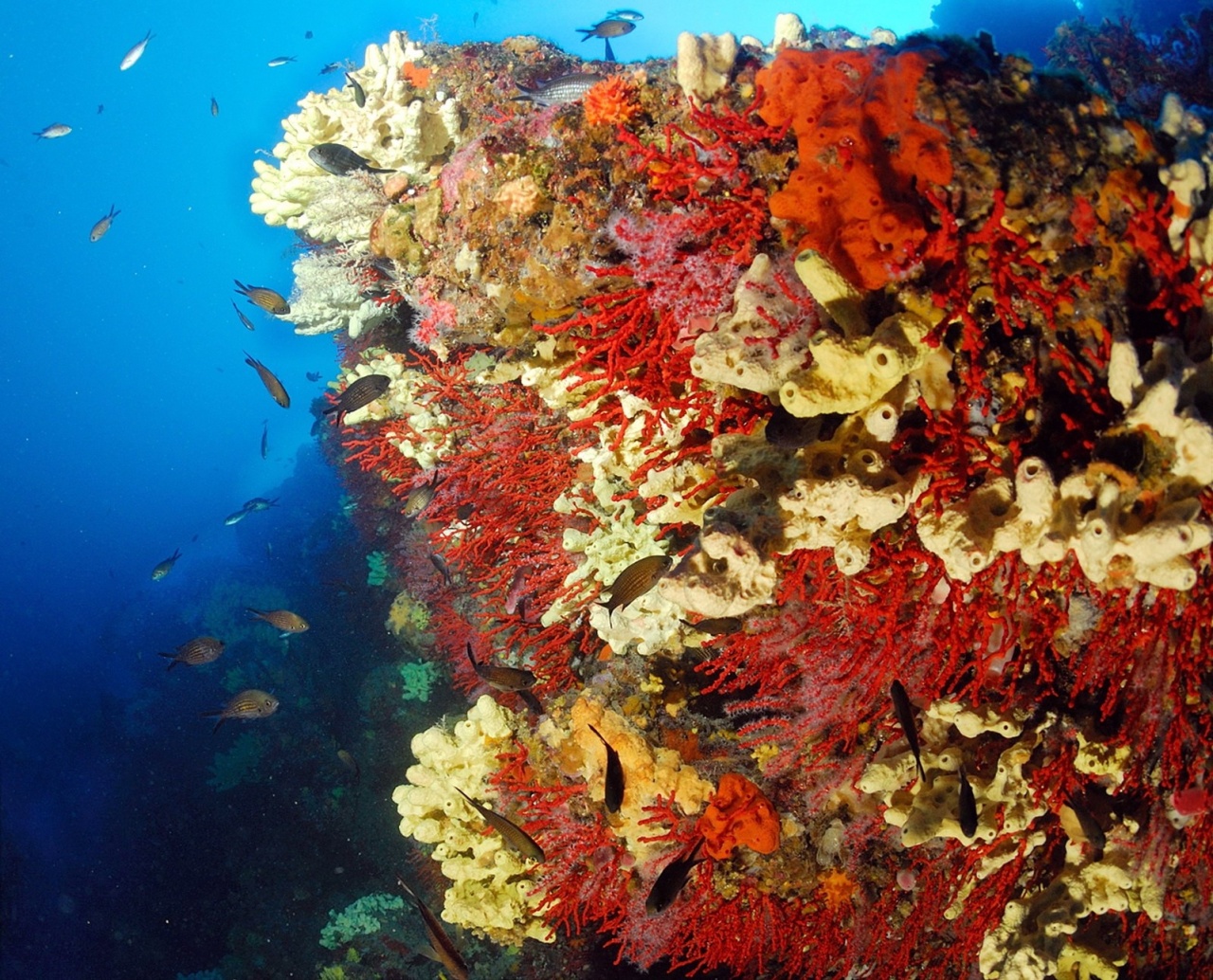 GALERIE_PLONGEE GALERIE_PLONGEE