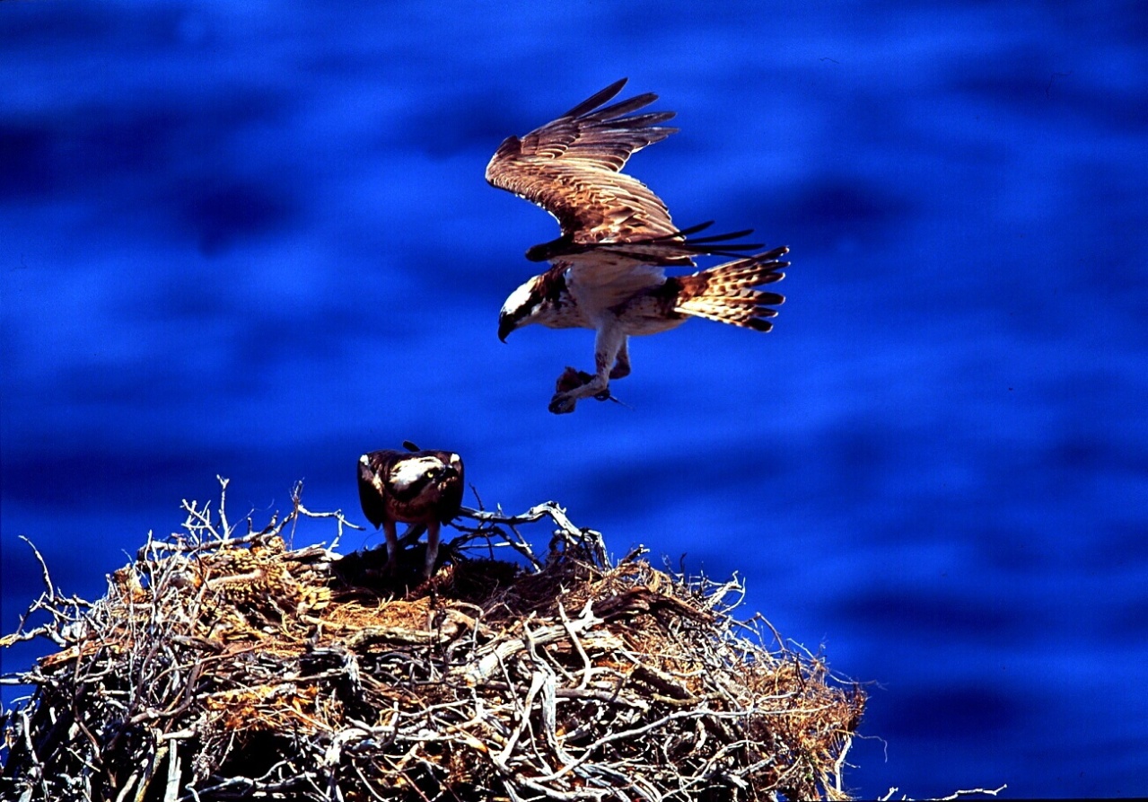 GALERIE_SCANDOLA2 GALERIE_SCANDOLA2