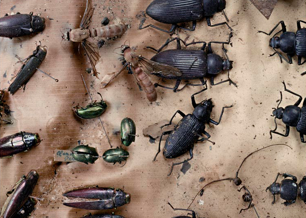 LE PHÉNIX DE LA RUE DU BAC