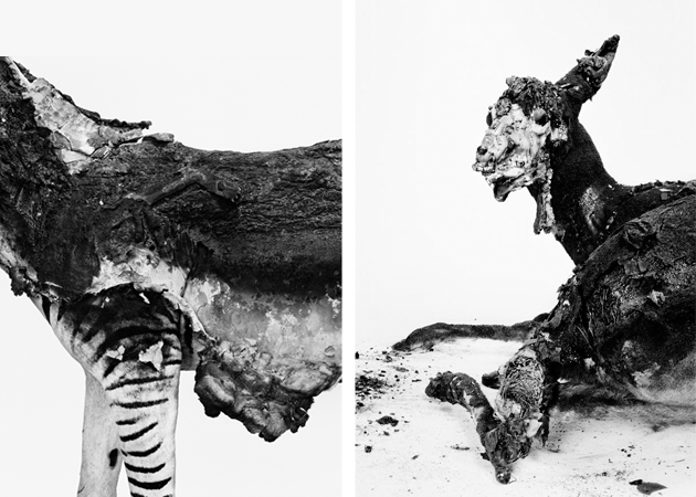 LE PHÉNIX DE LA RUE DU BAC