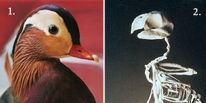 | BESTIAIRE, LA MAISON SE PARE D'ANIMALITE