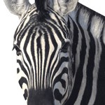 | BESTIAIRE, LA MAISON SE PARE D'ANIMALITE