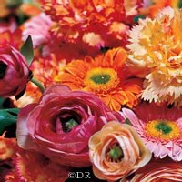 | UNE EXPLOSION DE COULEURS DANS UN BOUQUET