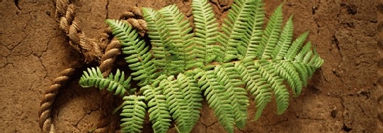 | RESOLUTIONS DE NOUVELLE ANNEE