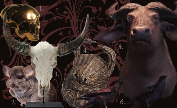 | LA CURIOSITÉ SUR LE THÈME CLASSIQUE