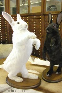 | DEYROLLE, LA MAISON D'HISTOIRES NATURELLES