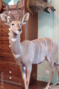 | DEYROLLE, LA MAISON D'HISTOIRES NATURELLES