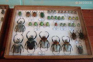 | DEYROLLE, LA MAISON D'HISTOIRES NATURELLES