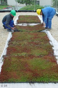 | TOITURES VÉGÉTALISÉES, LES NOUVEAUX ESPACES VERTS !