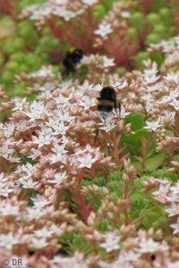 | TOITURES VÉGÉTALISÉES, LES NOUVEAUX ESPACES VERTS !