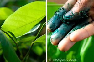 | INDIGO ET ECO DESIGN, ABOUBAKAR FOFANA