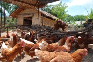 En Thaïlande, Six Senses lance son élevage de poulets bio En Thaïlande, Six Senses lance son élevage de poulets bio