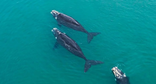 Venez observer les baleines comme jamais à l'Anantara Bazaruto Island Resort !