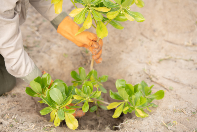 L'Anantara Iko Mauritius Resort & Villas lance une initiative d’écotourisme baptisée « Be Iko » L'Anantara Iko Mauritius Resort & Villas lance une initiative d’écotourisme baptisée « Be Iko »