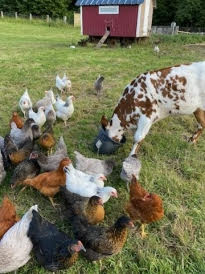 Vacances à la ferme : l’agrotourisme très en vogue cet été !