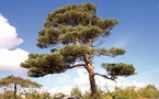 Les secrets bien-être des arbres : le pin sylvestre
