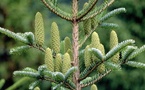 Les secrets bien-être des arbres : le sapin blanc