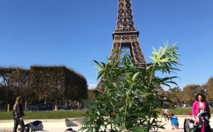 CBD Made in Suisse : Botanys végétalise la capitale