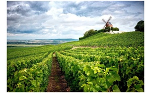 L’extrait du vignoble champenois un trésor de cosmétique aux nombreuses vertus !