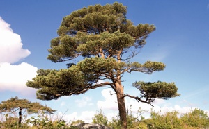 Les secrets bien-être des arbres : le pin sylvestre