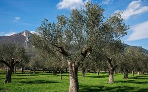 Les secrets bien-être des arbres : l’olivier