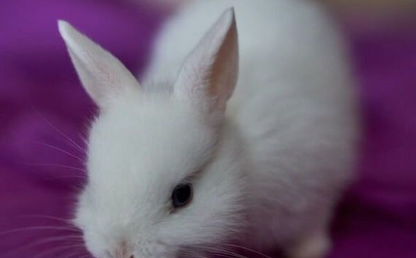 Prix de la mode végane 2022 : qui sont les lauréats désignés par PETA ?