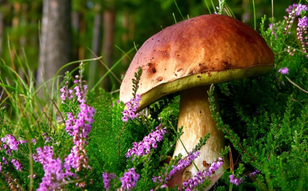 « Sentiers des Trulli &amp; Chasse aux Champignons » : la nouvelle aventure à vélo de l'hôtel Rocco Forte