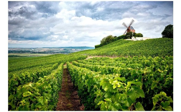 L’extrait du vignoble champenois un trésor de cosmétique aux nombreuses vertus !