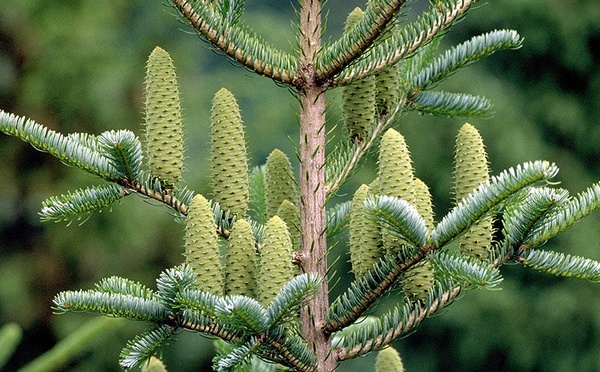 Les secrets bien-être des arbres : le sapin blanc