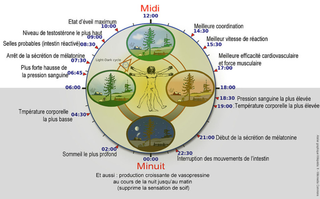 LA CHRONOBIOLOGIE