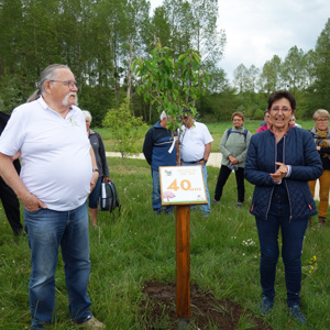 Plantation du cerisier