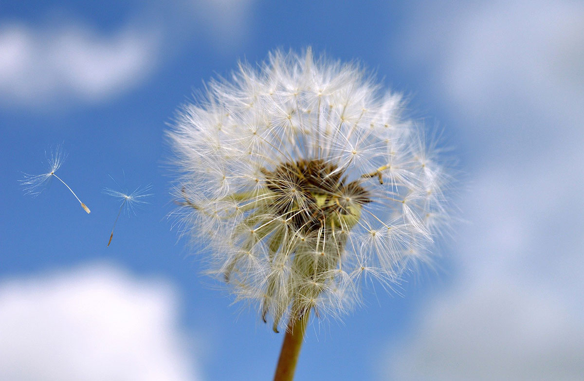 ACTIVITÉ PHYSIQUE ET ALLERGIES SAISONNIÈRES